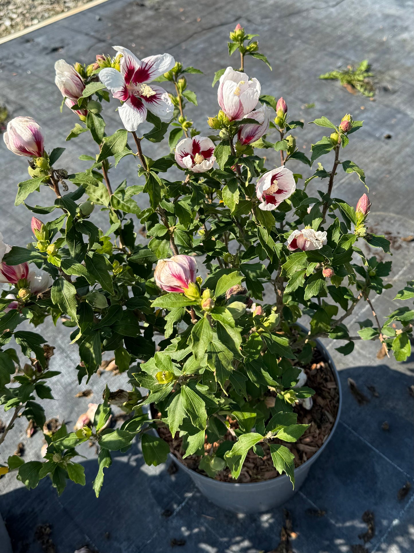 Ketmia syryjska Hibiscus syriacus 'Little Legends White'