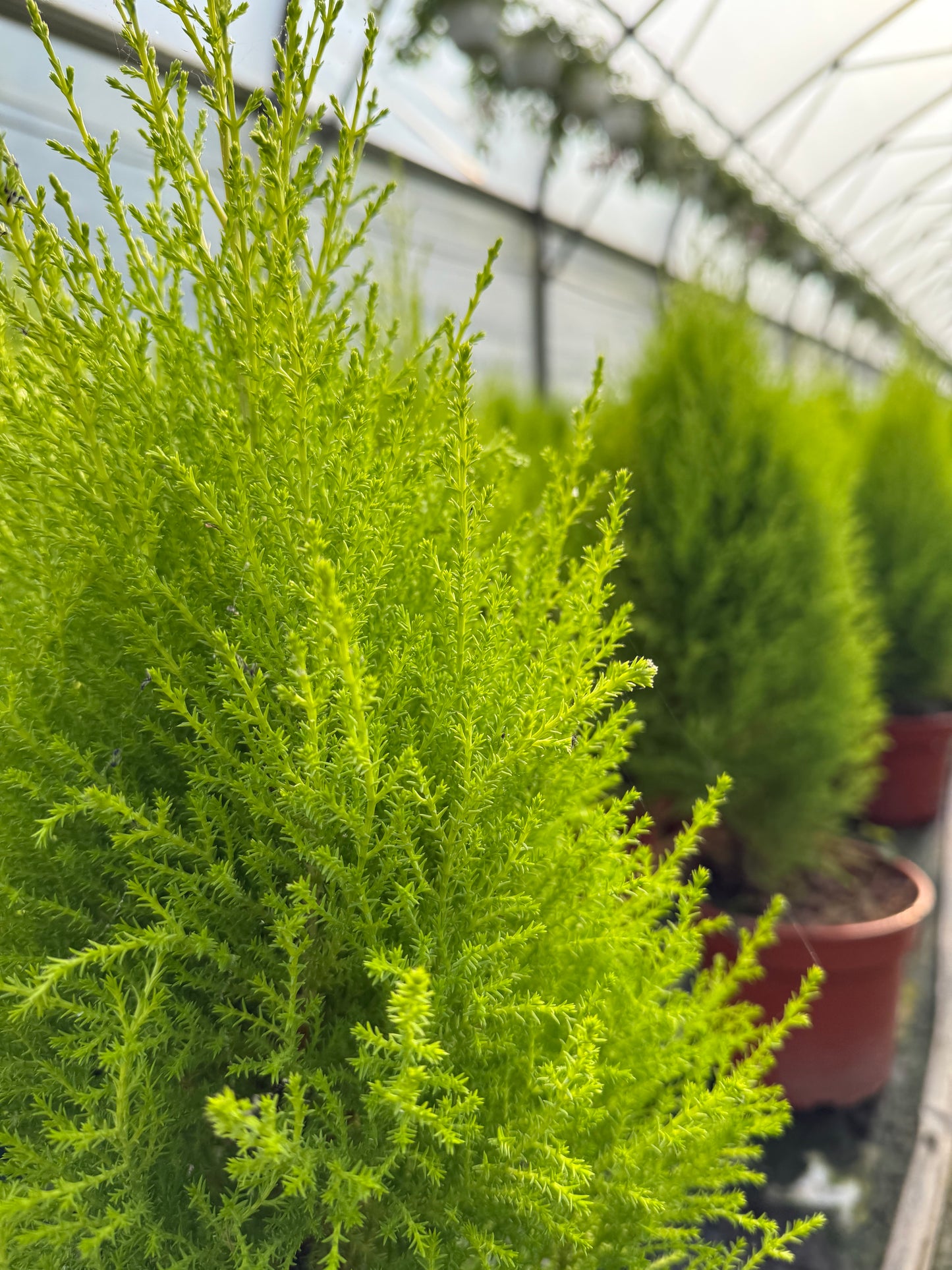 Cyprysik Cupressus Macrocarpa 'Goldcrest Wilma'
