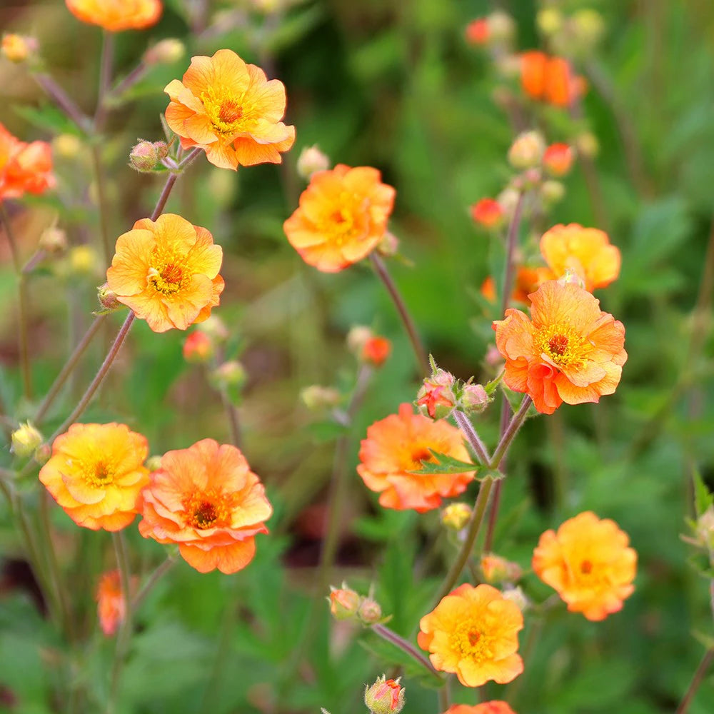 Kuklik Geum 'Princes Juliana'