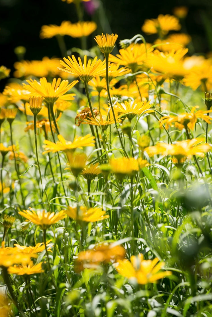 Kołotocznik wierzbolistny Buphthalmum salicifolium 'Golden Yellow'