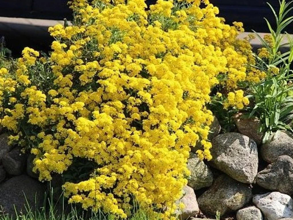 Smagliczka pagórkowa Aurinia montanum 'Berggold'