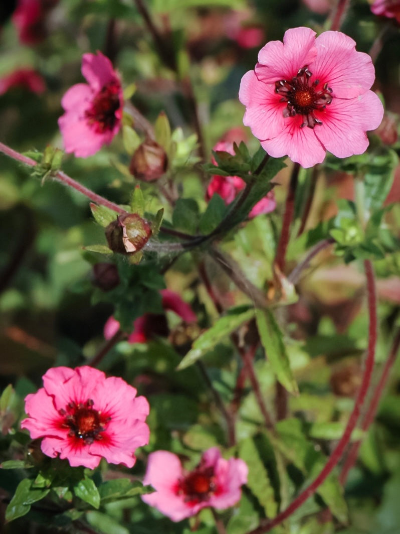 Pięciornik nepalski Potentilla nepalensis 'Miss Willmott'