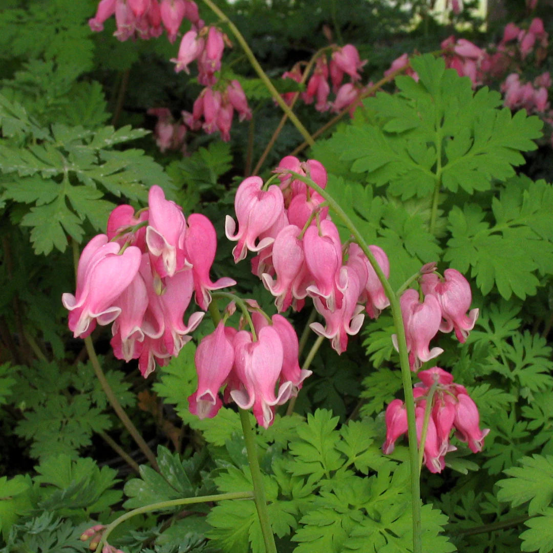 Serduszka piękna Dicentra formosa 'Luxuriant'