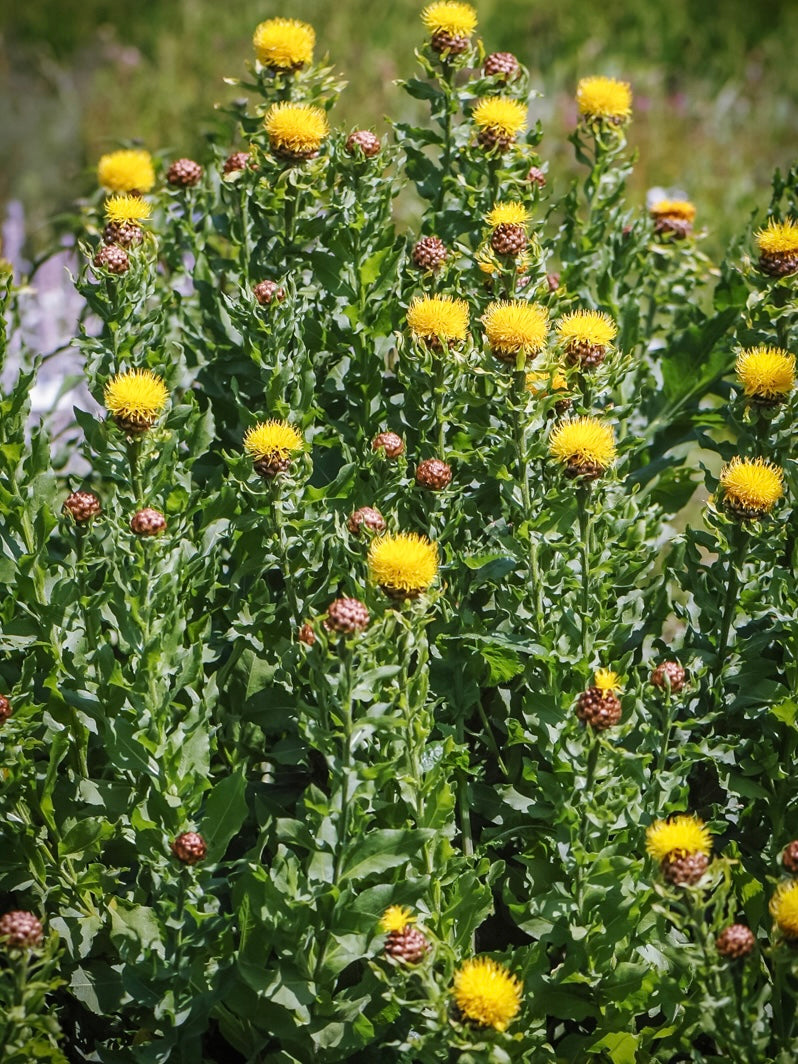 Chaber wielogłówkowy Centaurea macrocephala 'Deep Yellow'