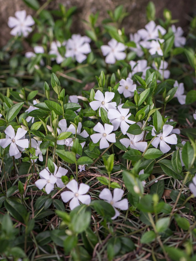 Barwinek pospolity Vinca minor 'Alba'