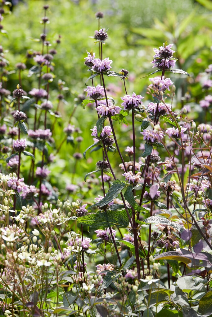 Żeleźniak bulwiasty Phlomis tuberosa 'Prima Donna'