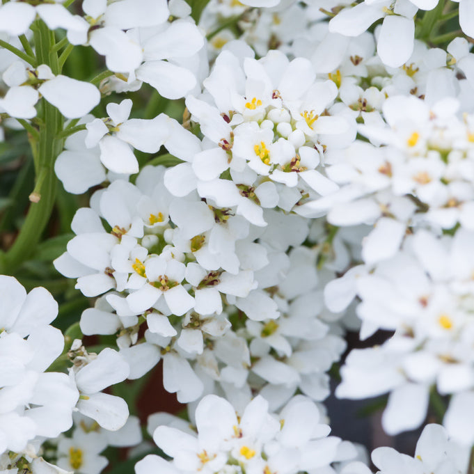 Ubiorek wieczniezielony Iberis sempervirens 'Snowpatrol'
