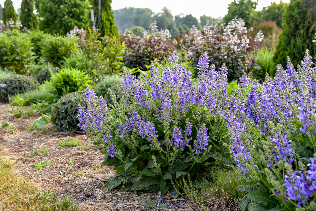 Szałwia łąkowa Salvia pratensis 'Big Sky'