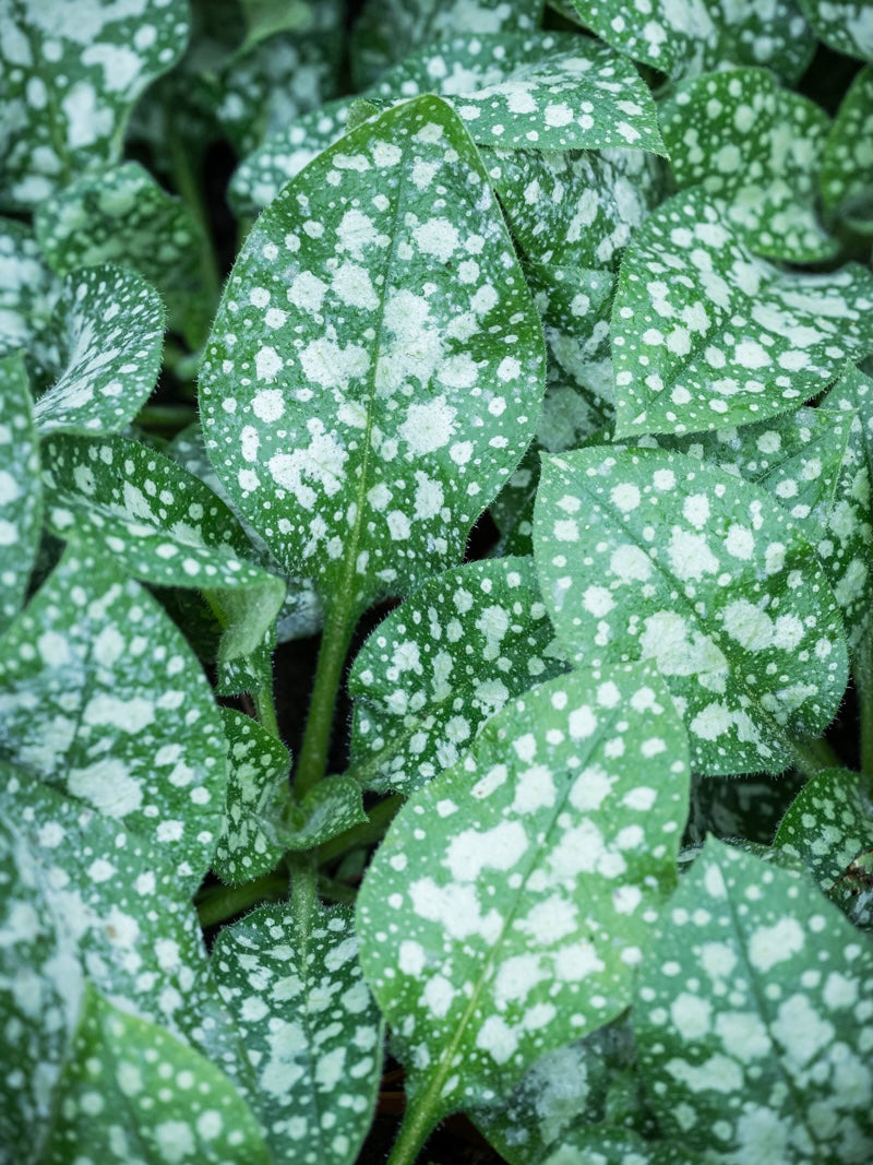 Miodunka Pulmonaria 'Sissinghurst White'