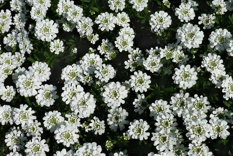 Ubiorek wieczniezielony Iberis sempervirens 'Snowdrift'