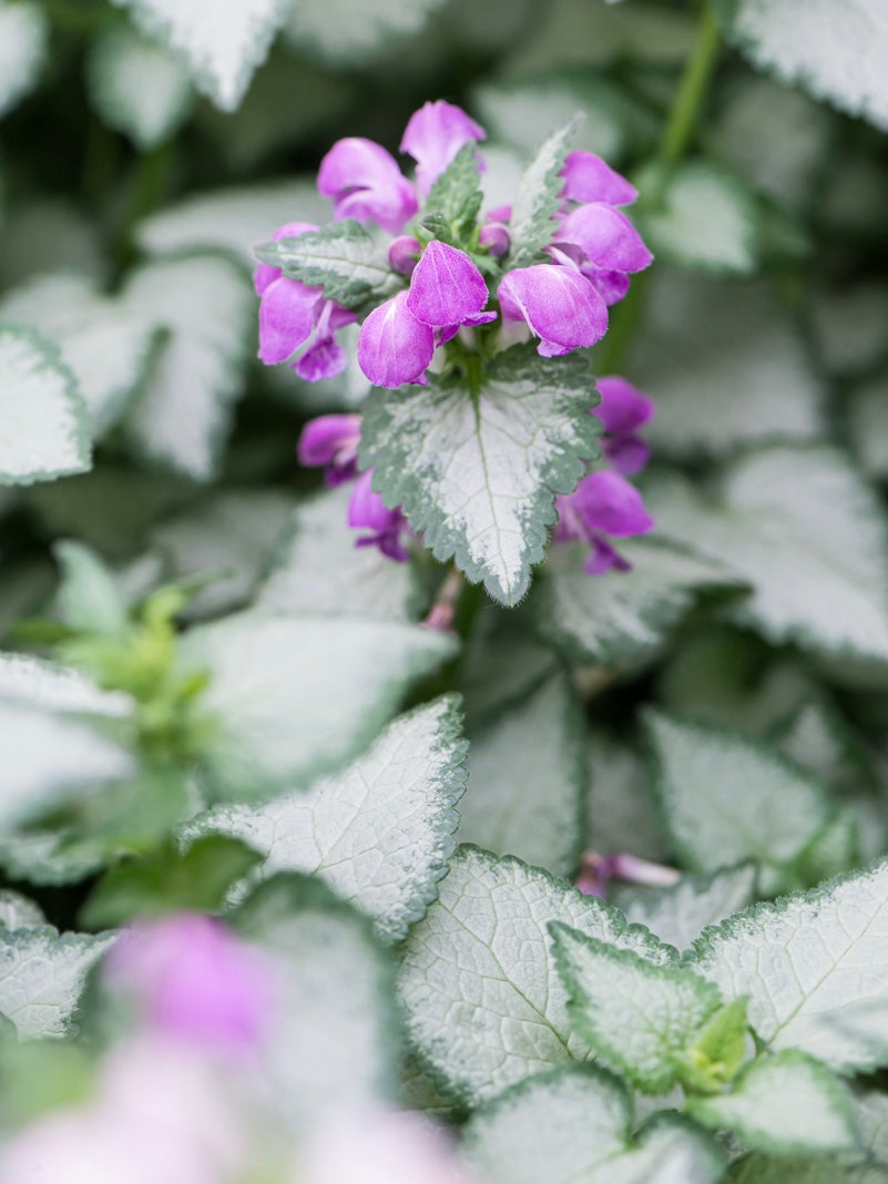 Jasnota plamista Lamium maculatum 'Purple Dragon'
