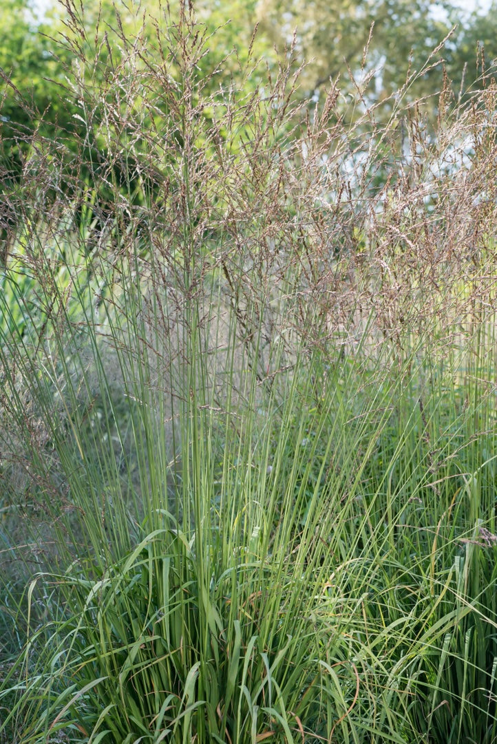 Trzęślica trzcinowata Molinia arundinacea 'Karl Foerster'