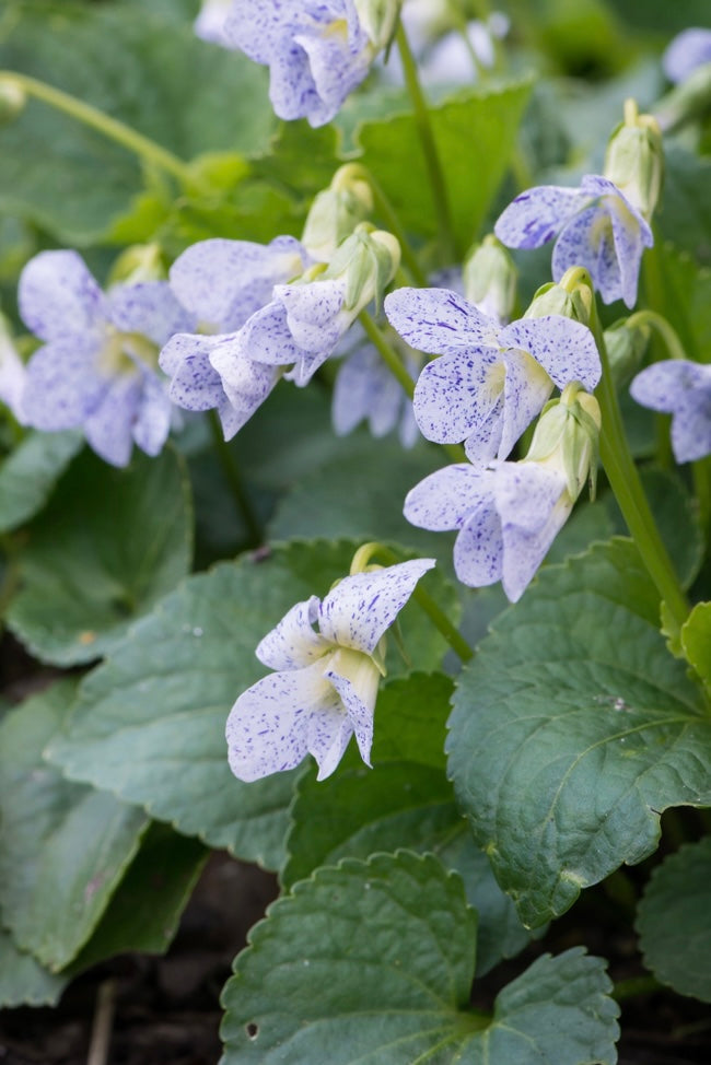 Fiołek motylkowaty Viola sororia 'Freckles'