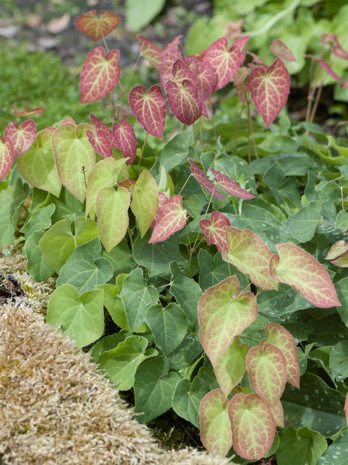 Epimedium pstre Epimedium x versicolor 'Sulphureum'