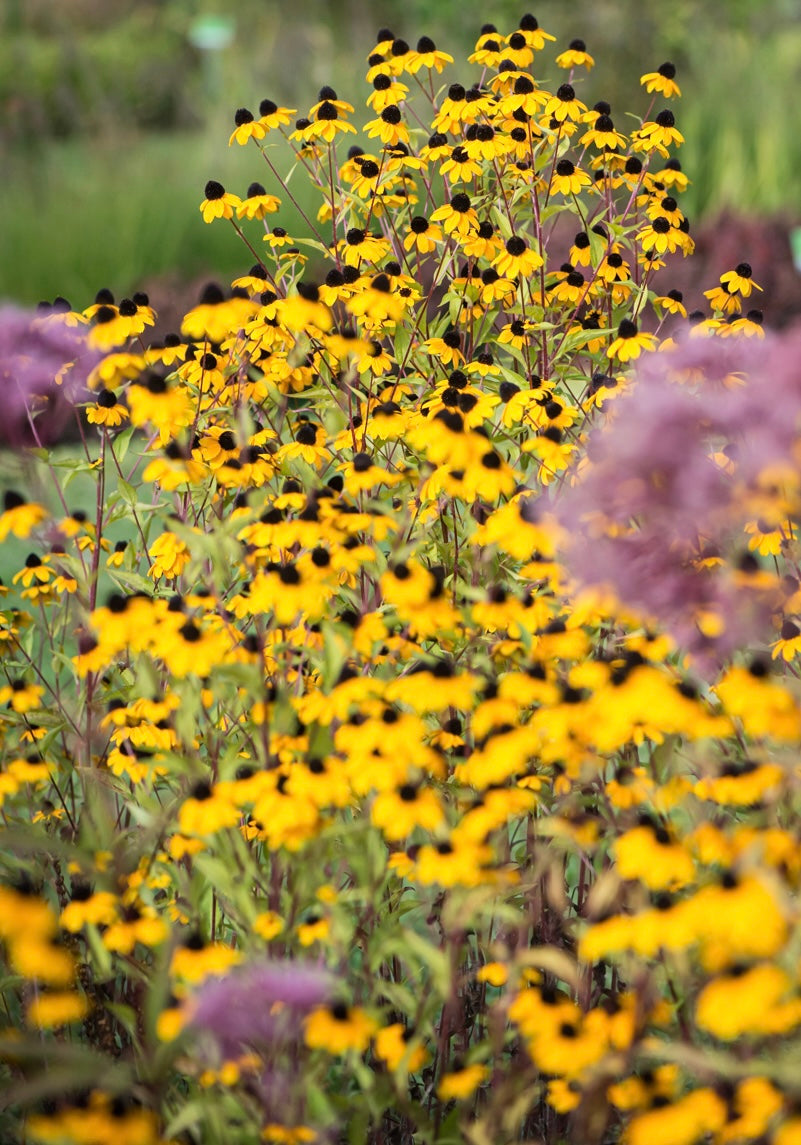 Rudbekia trójklapowa Rudbeckia triloba