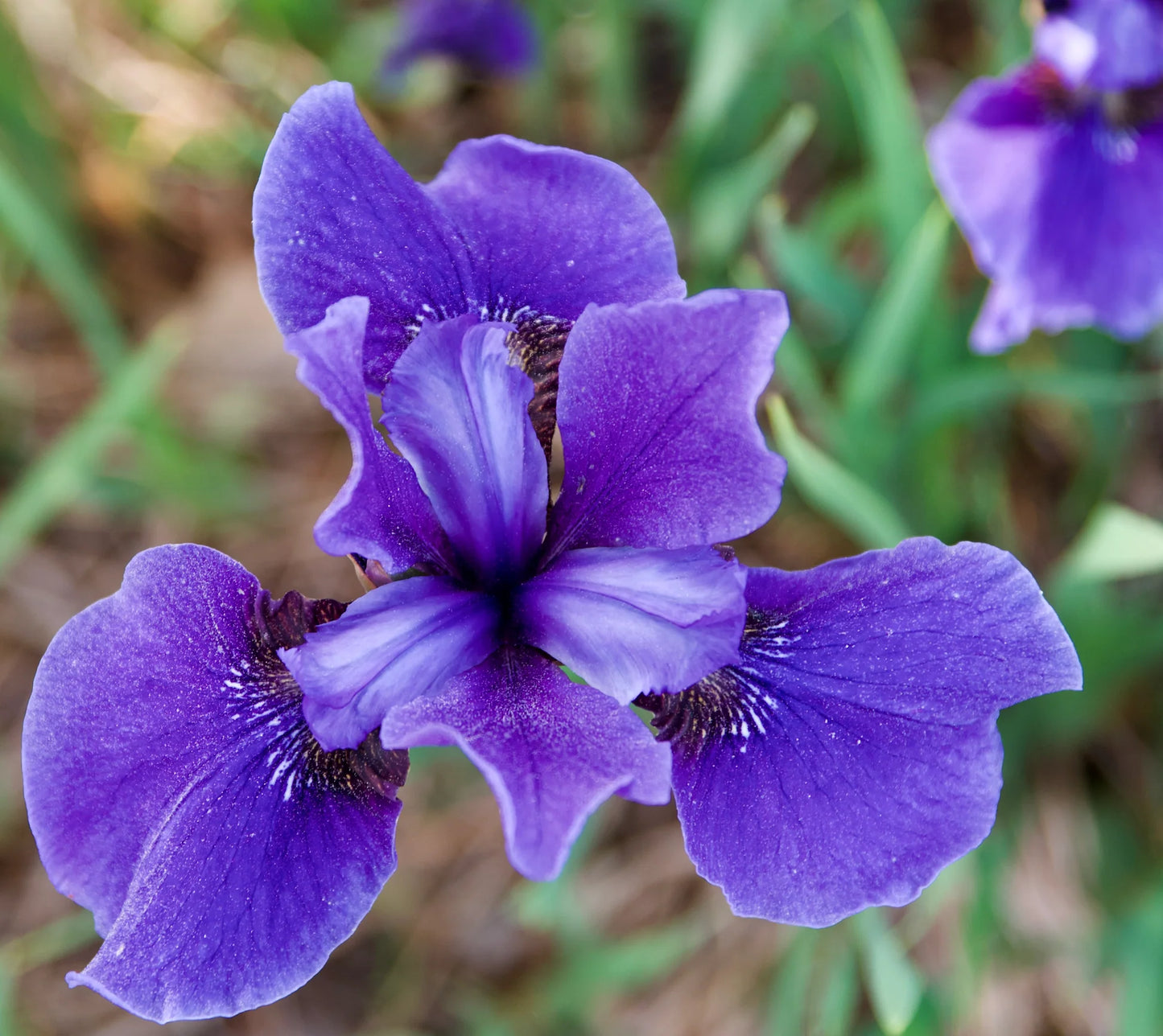 Kosaciec syberyjski Iris sibirica 'Annick'