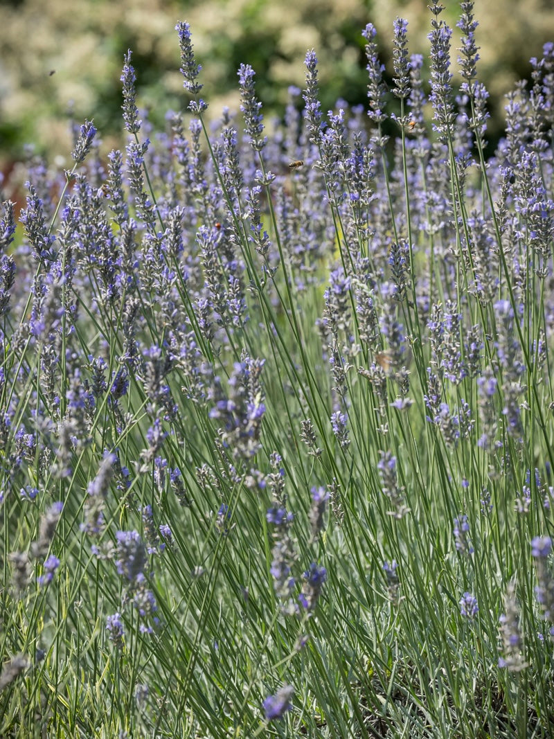 Lawenda pośrednia Lavandula x intermedia 'Dutch'