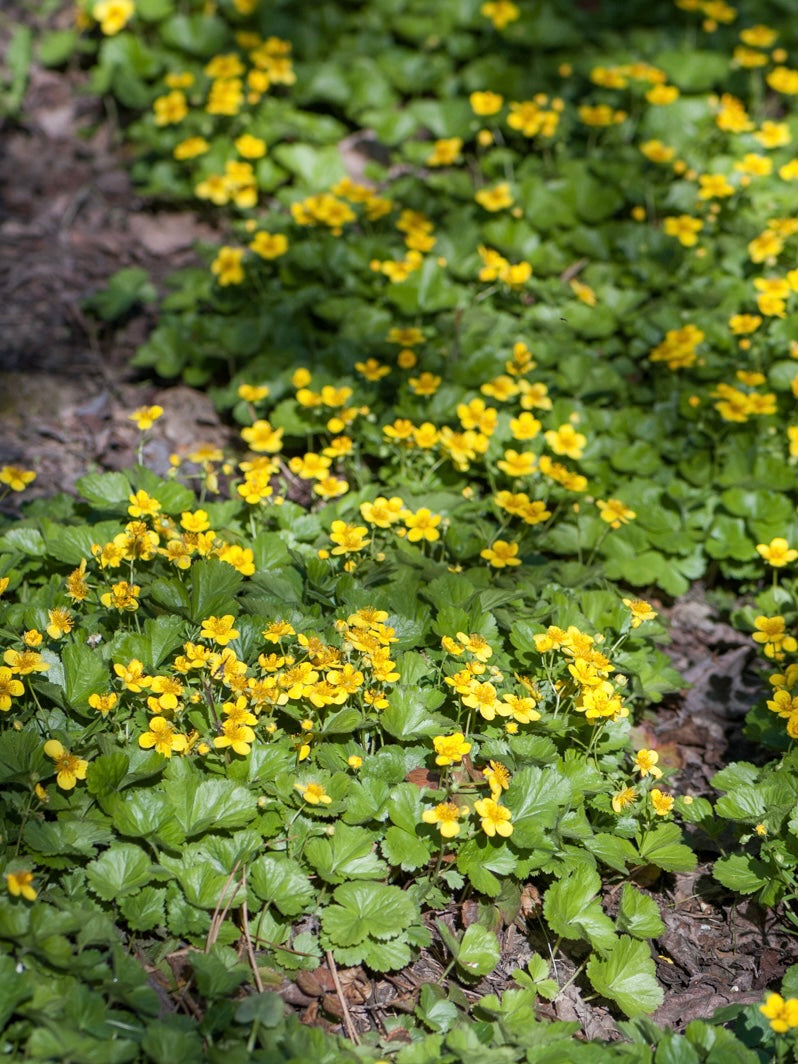 Pragnia syberyjska Waldsteinia ternata