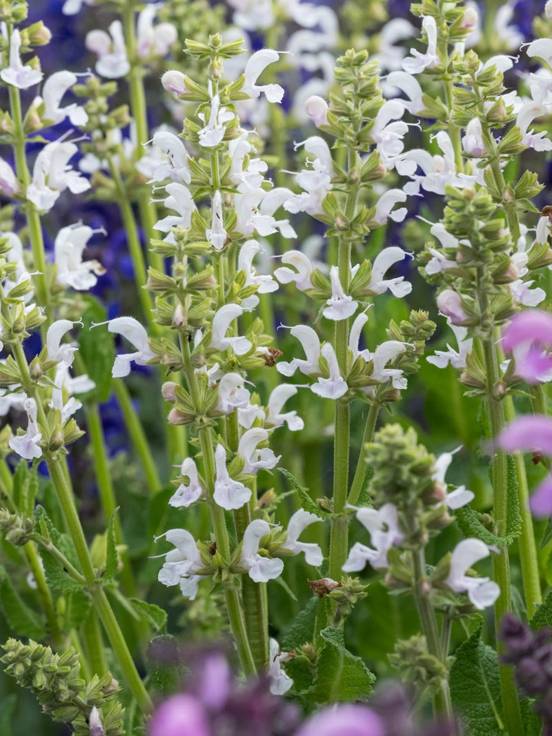 Szałwia łąkowa Salvia pratensis 'Fashionista Snow Kiss'