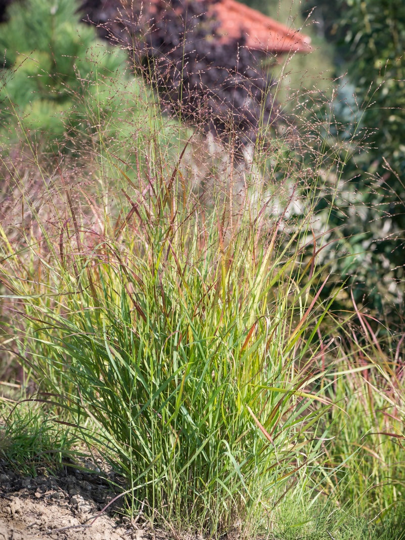 Proso rózgowate Panicum virgatum 'Hänse Herms'
