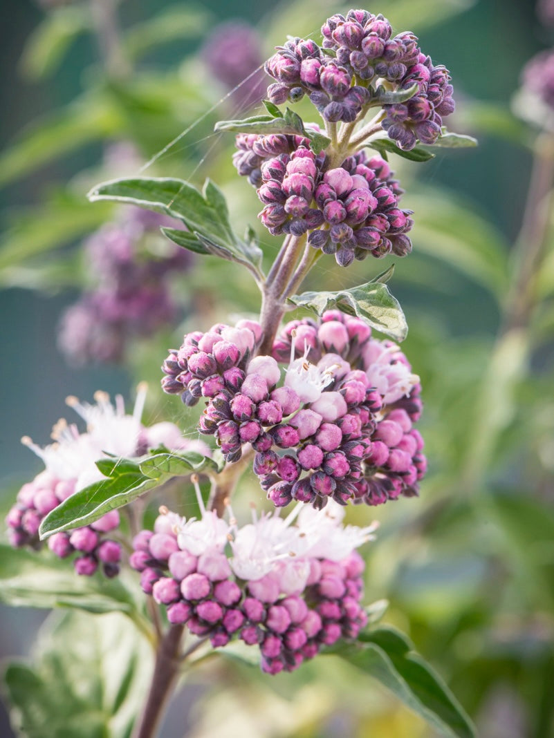Barbula klandońska Caryopteris x clandonensis 'Stephi'