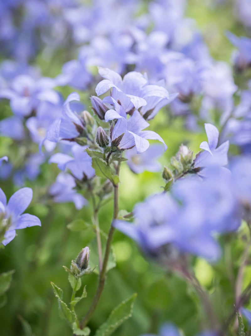 Dzwonek kremowy Campanula lactiflora 'Prichard's Variety'