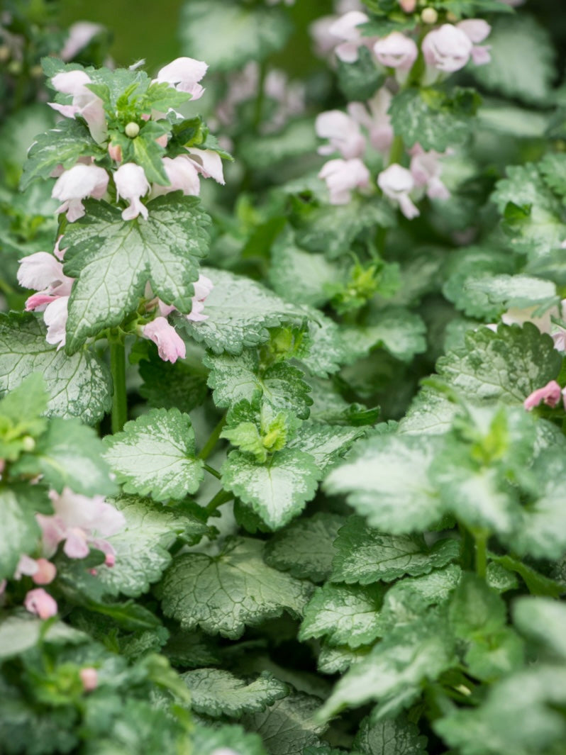 Jasnota plamista Lamium maculatum 'Pink Pewter'