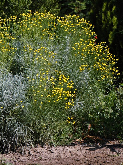 Santolina cyprysikowata Santolina chamaecyparissus ssp. tomentosa