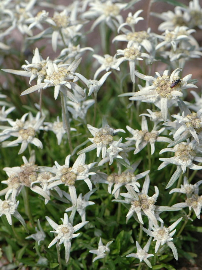Szarotka alpejska Leontopodium alpinum