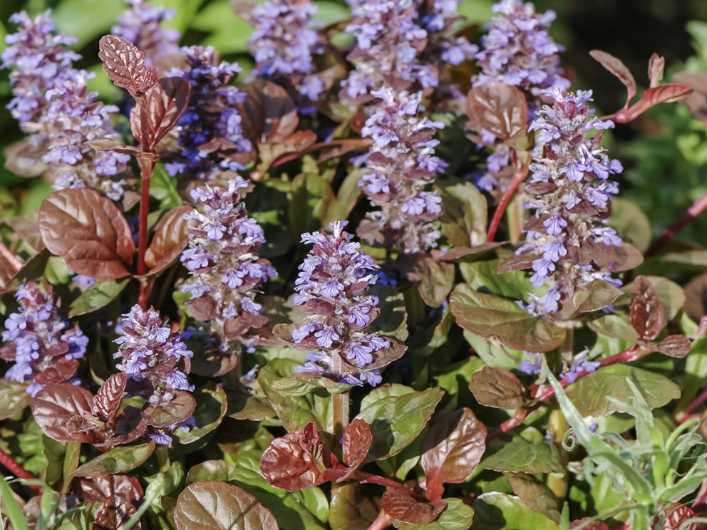 Dąbrówka rozłogowa Ajuga reptans 'Braunherz'