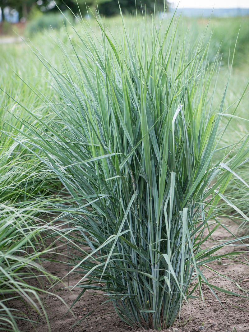 Proso rózgowate Panicum virgatum 'Blue Fountain'