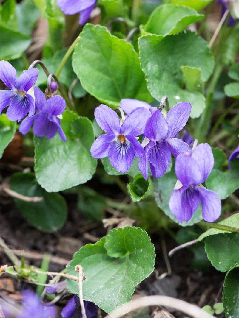 Fiołek wonny Viola odorata