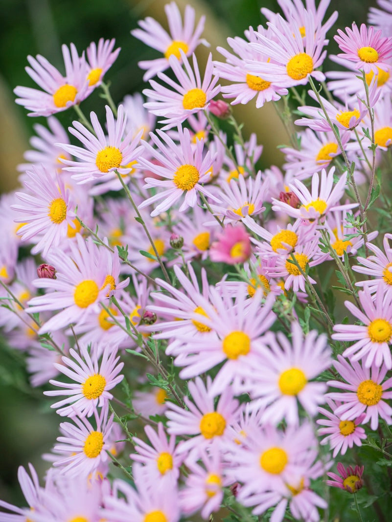 Złocień czerwonawy Chrysanthemum rubellum 'Clara Curtis'