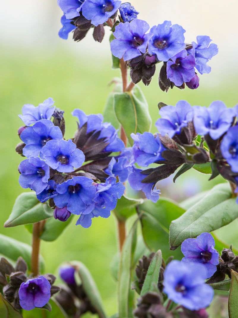 Miodunka wąskolistna Pulmonaria angustifolia 'Blue Ensign'