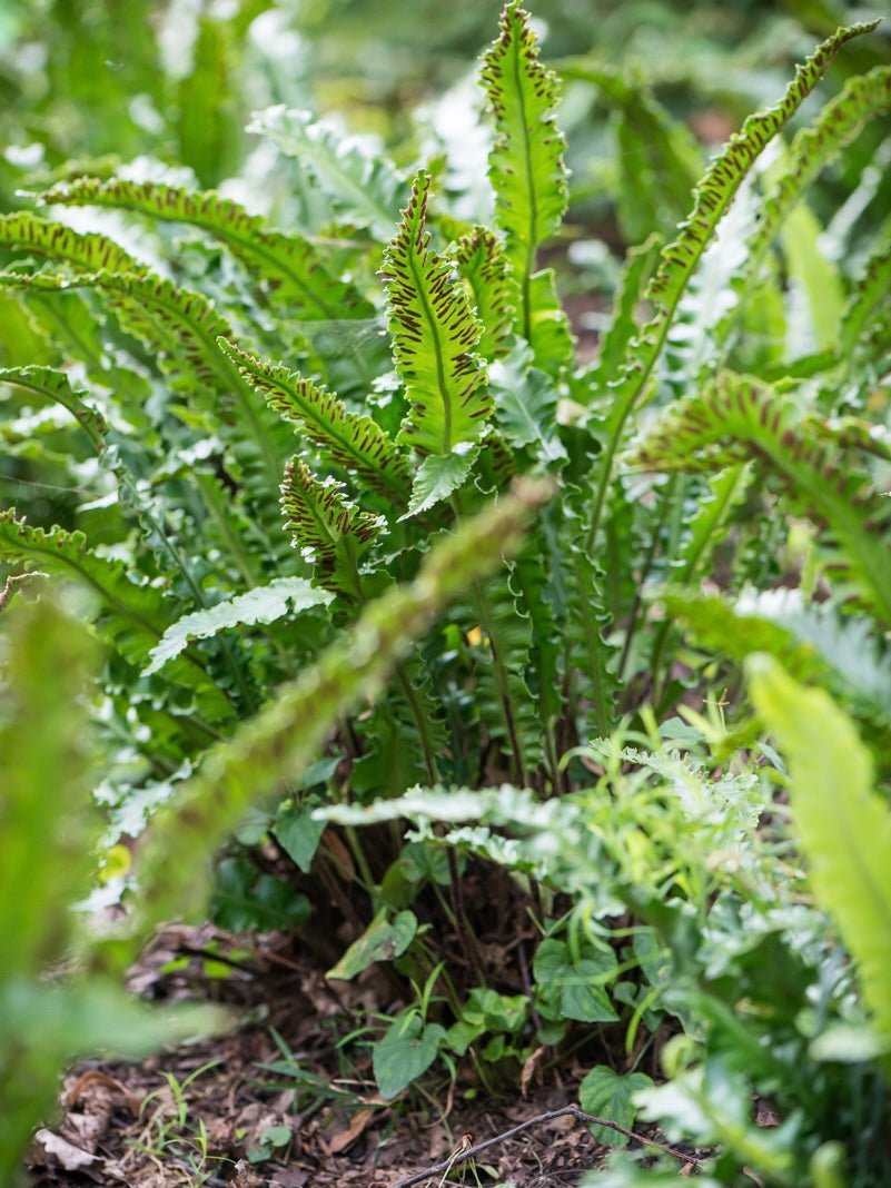 Języcznik zwyczajny Phyllitis scolopendrium 'Angustifolium'