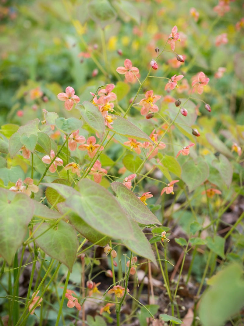Epimedium warlejskie Epimedium x warleyense 'Orange Queen'
