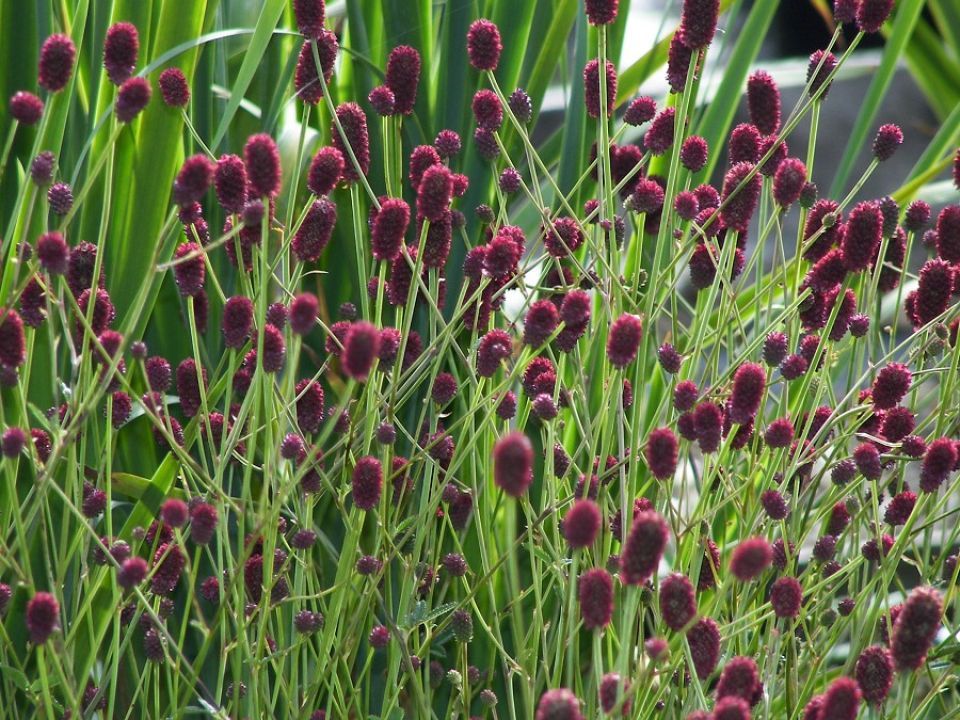 Krwiściąg lekarski Sanguisorba officialis 'Tanna'