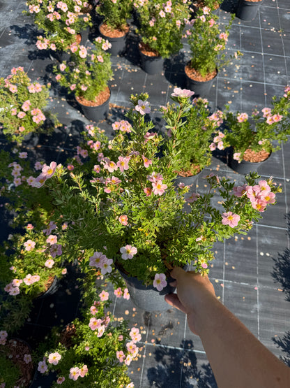 Pięciornik krzewiasty Potentilla fruticosa 'Rosa'