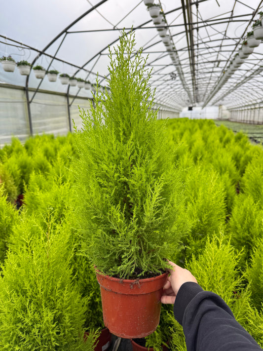 Cyprysik Cupressus Macrocarpa 'Goldcrest Wilma'