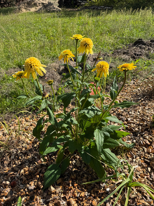 Jeżówka Echinacea 'Eccentric Yellow'