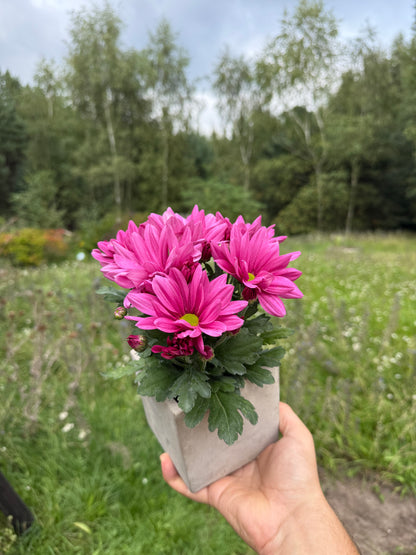 Chryzantema średniokwiatowa Chrysanthemum 'Jackson Purple'