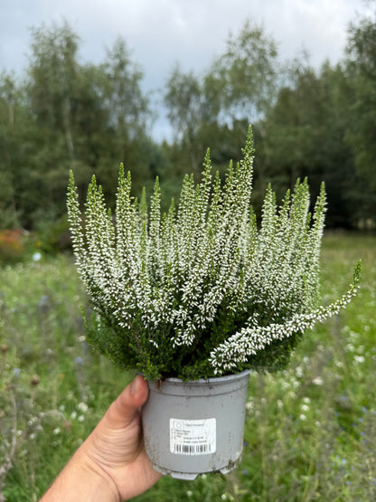 Wrzos pospolity Calluna vulgaris 'Verenka'