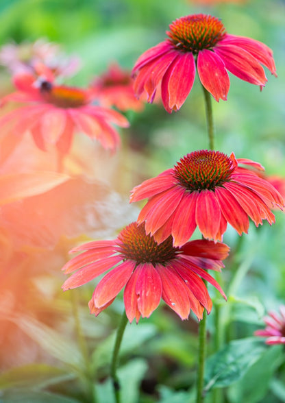 Jeżówka Echinacea 'Lakota Red'