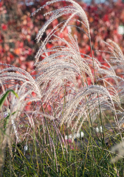 Miskant chiński Miscanthus sinensis 'Kleine Fontane'