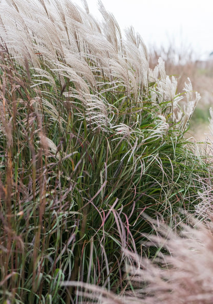 Miskant chiński Miscanthus sinensis 'Little Miss'