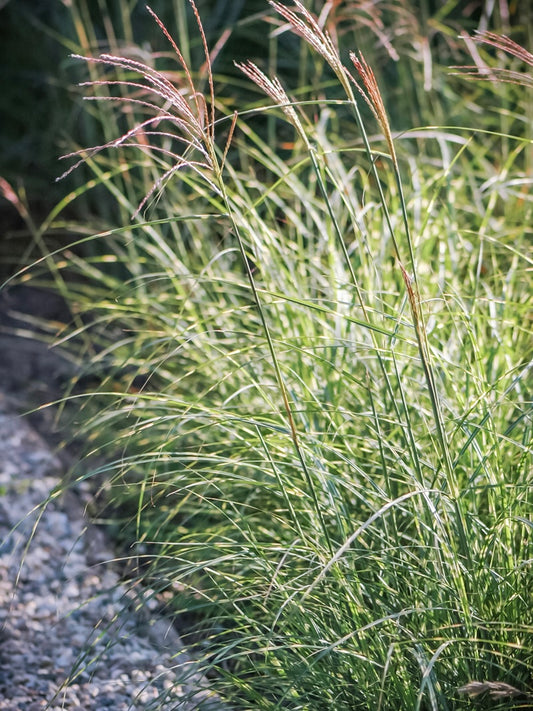 Miskant chiński Miscanthus sinensis 'Strictus Dwarf'