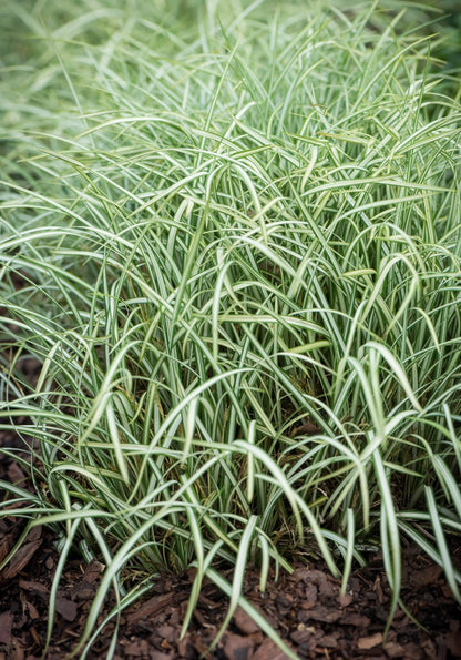 Turzyca ptasie łapki Carex ornithopoda 'Variegata'