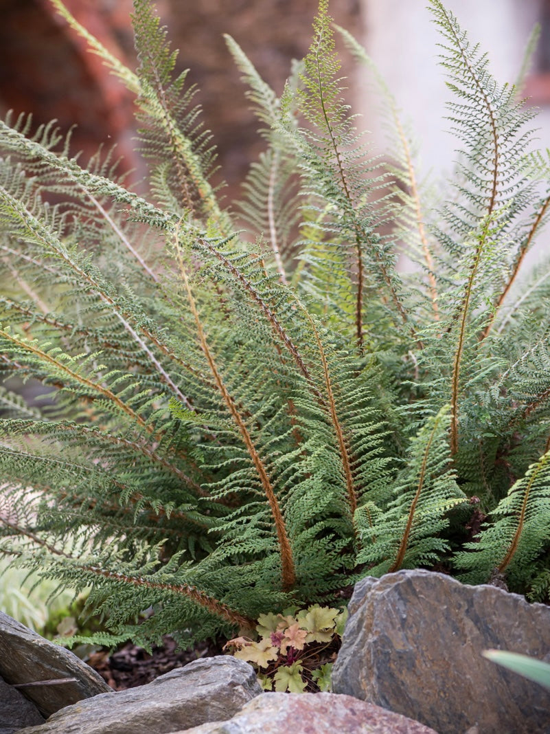 Paprotnik szczecinkozębny Polystichum setiferum 'Proliferum'