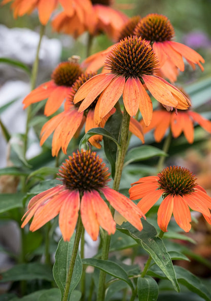 Jeżówka Echinacea 'Lakota Orange'