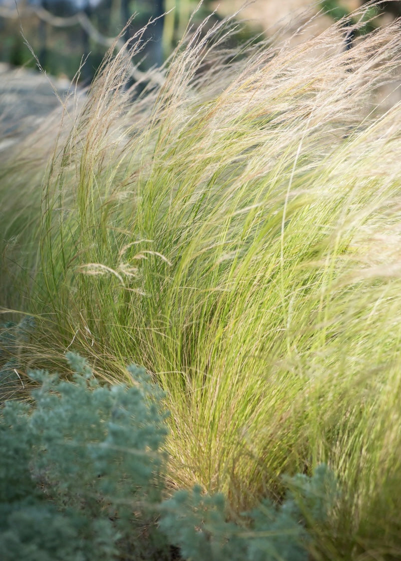 Ostnica cieniutka Stipa tenuissima 'Pony Tails'